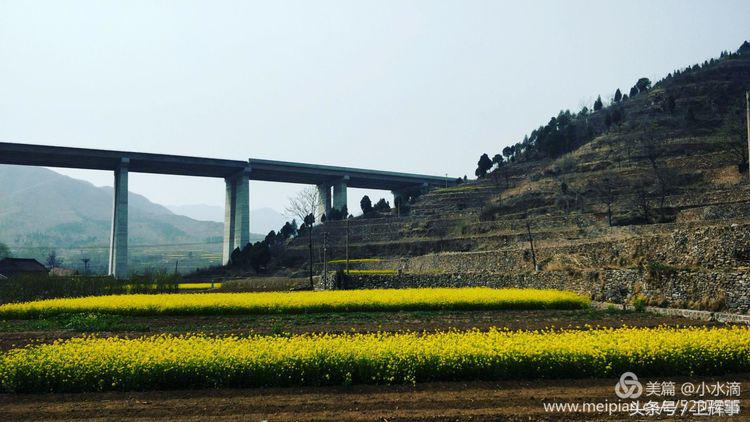 卫辉鲤鱼村道路两侧的千娇百媚……