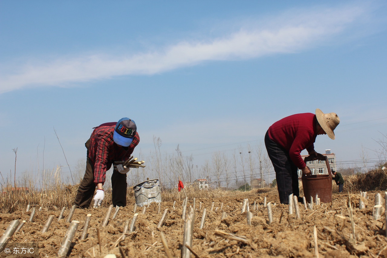 栽了几年的果树不长是什么原因呢,果树发芽后又枯萎是怎么回事