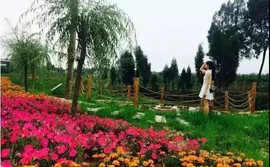 潼南赏花攻略全集,重庆赏花好去处潼南花岩梨花海