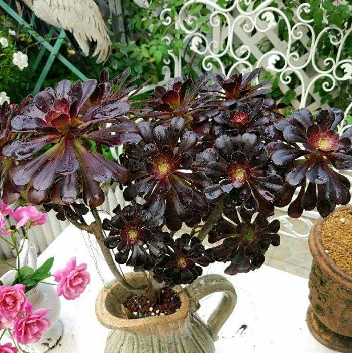 为什么喜欢法师多肉,为什么喜欢养法师