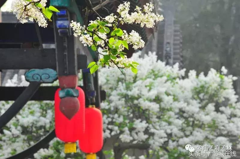 唯美中式风景,唯美花开美景图片