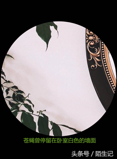 你生活中是苍蝇派还是蜜蜂派?