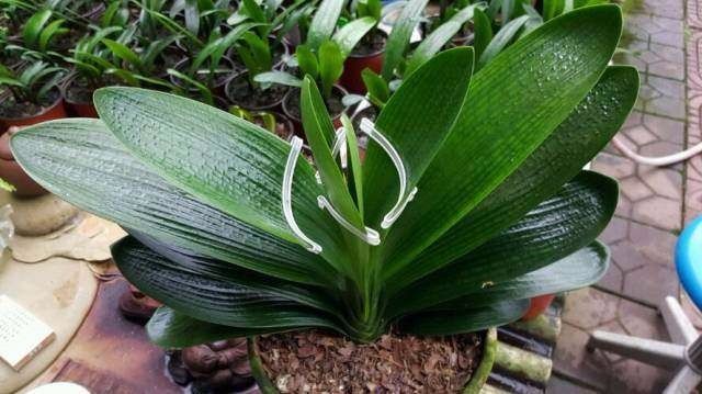 养君子兰注意此5点,养君子兰记住4点