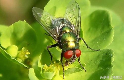 你生活中是苍蝇派还是蜜蜂派?