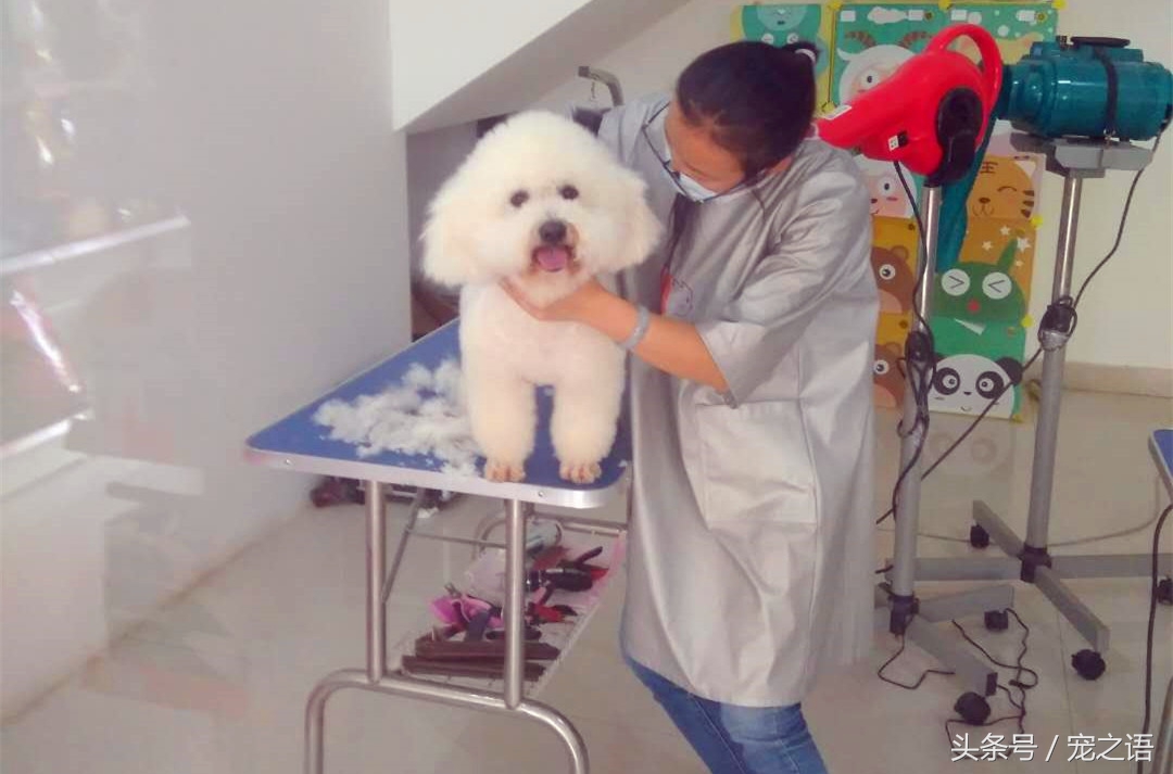 带着狗狗去旅行应该去哪儿,带着狗狗旅行不方便