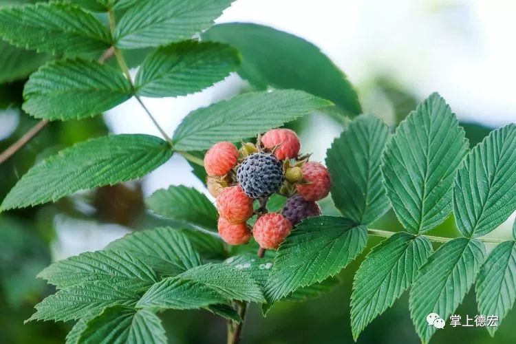 黄泡果熟了,云南特色黄泡