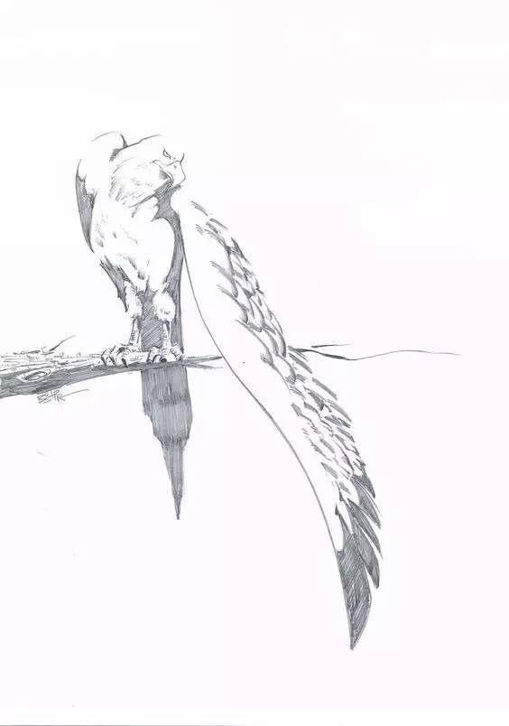 鹰怎么画又霸气又真实,要怎么画真实的老鹰