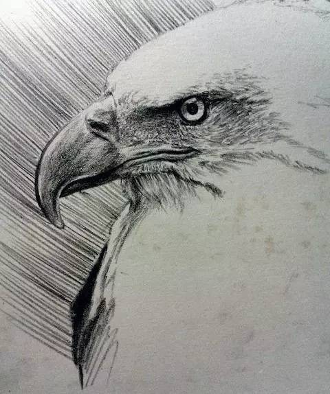 鹰怎么画又霸气又真实,要怎么画真实的老鹰