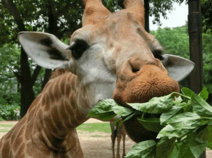 比广州长隆公园还大的公园,比长隆更好玩的有哪些地方