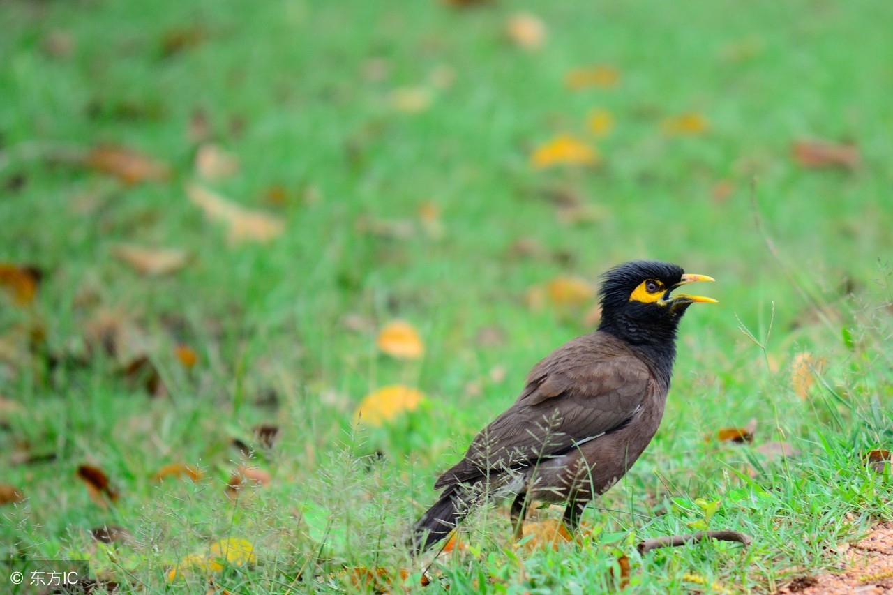 怎么训练八哥听懂人话,会说话的八哥教小八哥可以吗