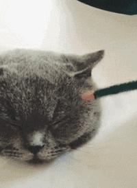 你被骗了手绘版,你被骗了简笔画