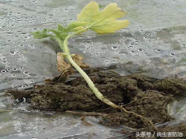 小麦枯萎发黄死苗怎么回事,秧苗移栽后大面积枯萎是什么原因