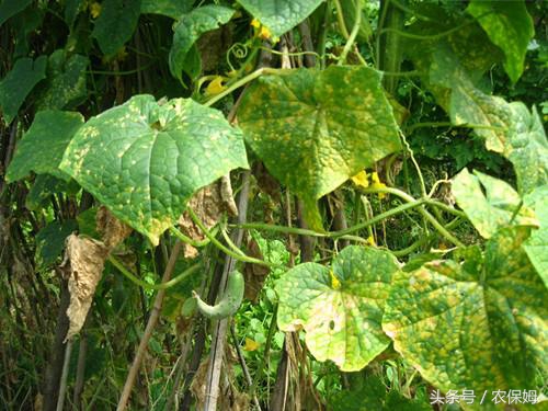 黄瓜叶子发黄怎么办巧治白粉病,刚移栽的黄瓜苗叶子发黄怎么回事