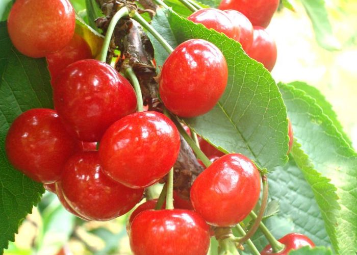 樱桃为什么一次性不能多吃,马上到吃樱桃的季节