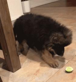 高加索牧羊犬小时候萌萌的,德国牧羊犬萌照