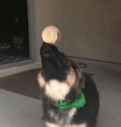 高加索牧羊犬小时候萌萌的,德国牧羊犬萌照