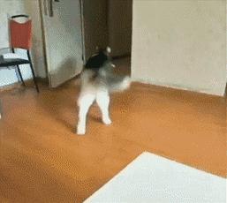 哈士奇是真的不听话吗,哈士奇到底能二到什么程度