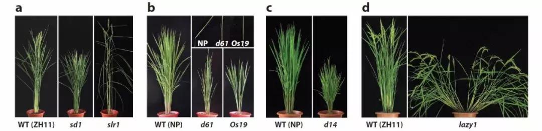 李家洋院士团队发表植物地上株型调控综述文章