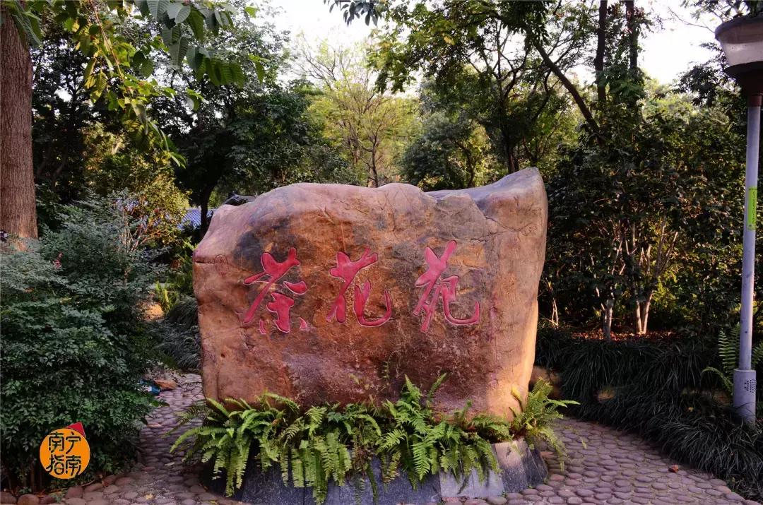 金花茶公园景点,走进金花茶公园