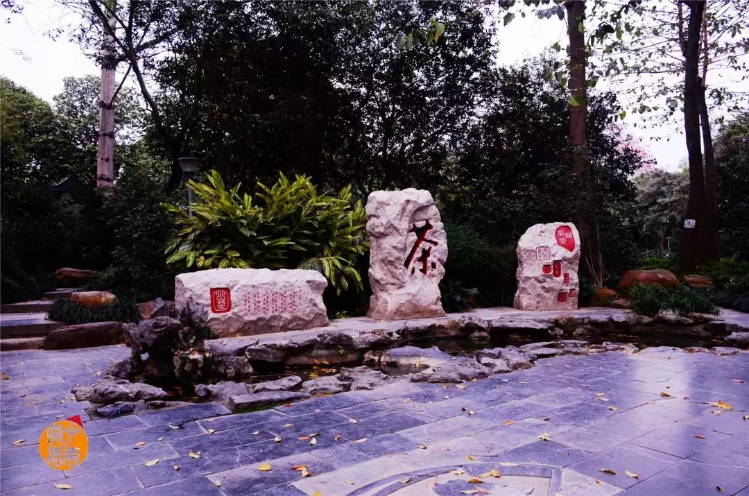 金花茶公园景点,走进金花茶公园