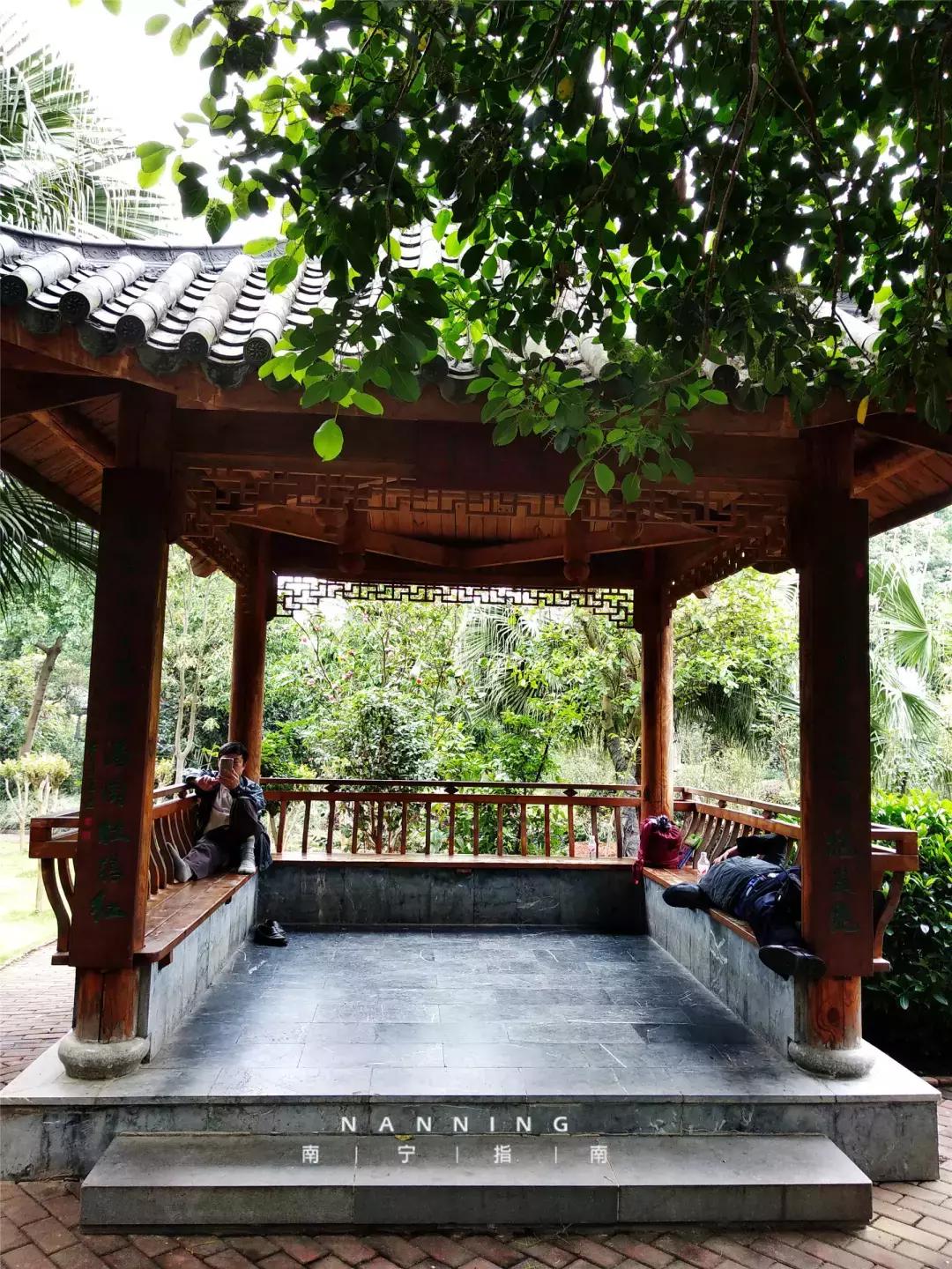 金花茶公园景点,走进金花茶公园