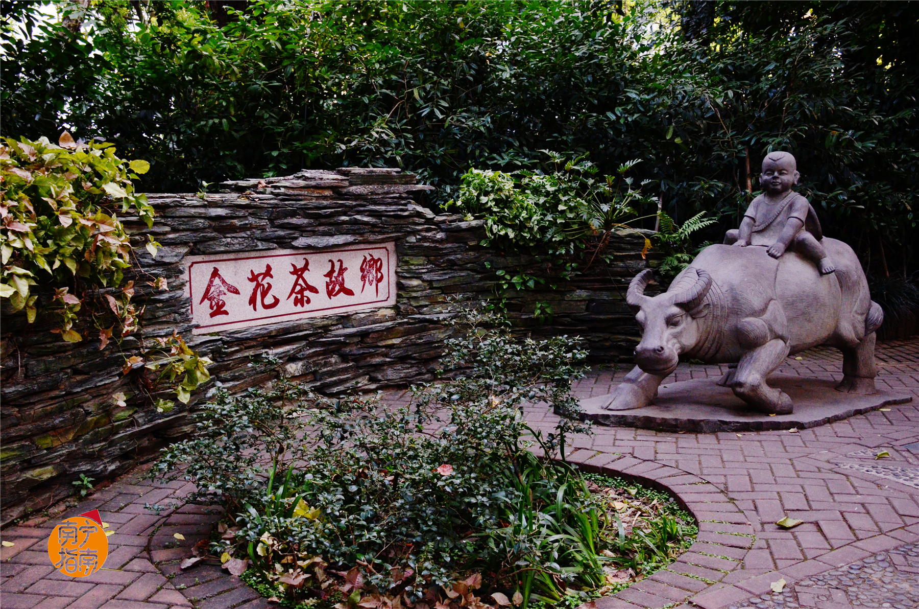 金花茶公园景点,走进金花茶公园