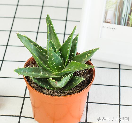 绿萝是否真的有除甲醛的效果,绿萝能除甲醛吗甲醛最怕三个克星