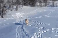 十个拉布拉多,拉布拉多一窝下14个人