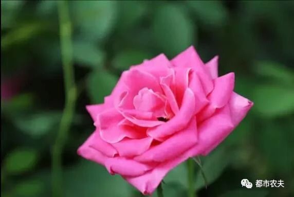 哪些国家的国花是牡丹,为什么中国的国花是牡丹