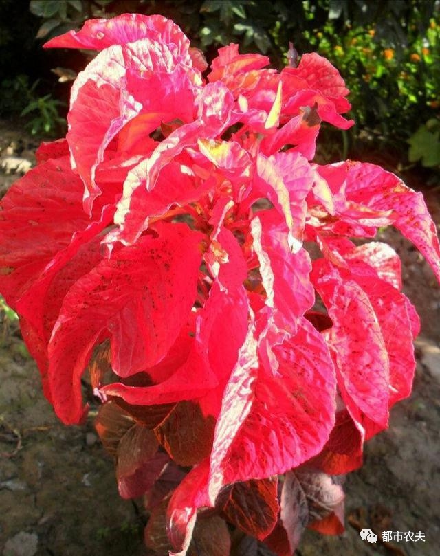 哪些国家的国花是牡丹,为什么中国的国花是牡丹