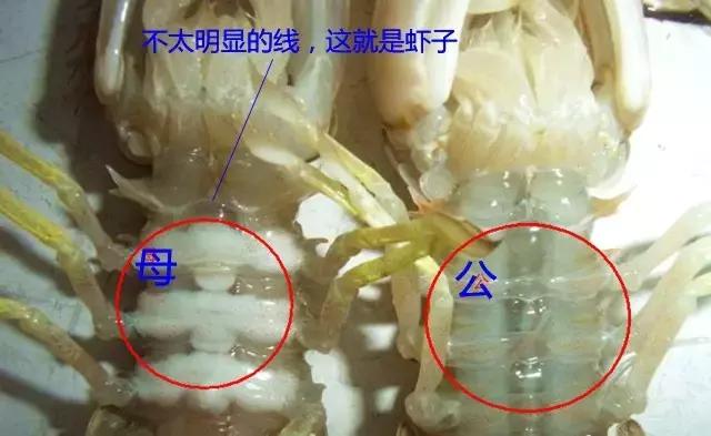 烟台海边海鲜寻找攻略,盘点海鲜市场所有进口大海鲜