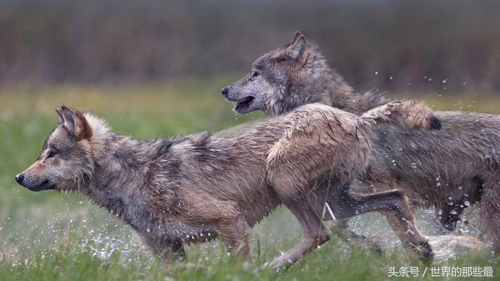 非洲二哥与狼单挑，谁的胜算比较大？鬣狗完虐灰狼吗？