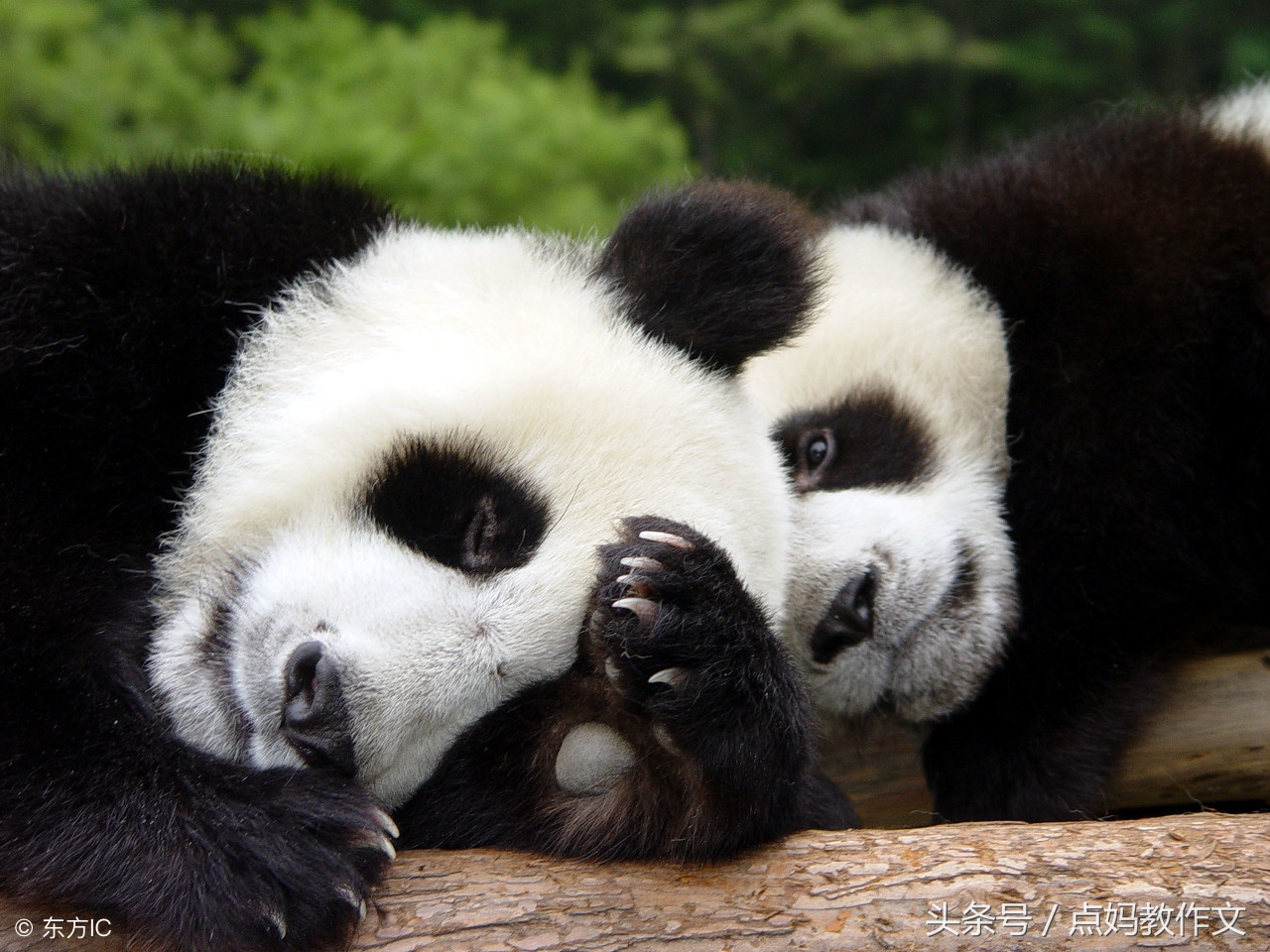 小兔子皮球掉进树洞里看图写话,看图写话小狗掉进树洞