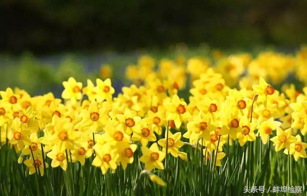 诗词丨你几月出生,就是哪种花,美到极致