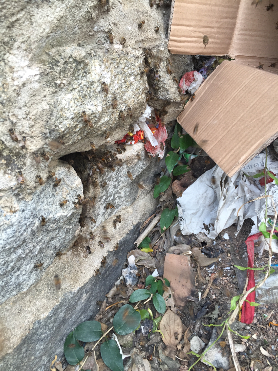 收蜂绝招,收蜂绝招视频大全