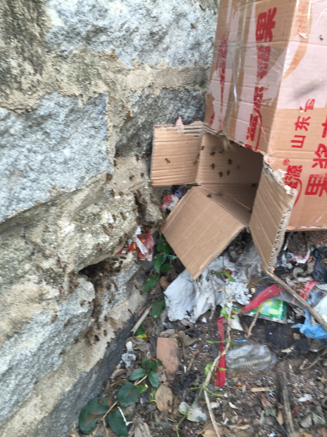 收蜂绝招,收蜂绝招视频大全