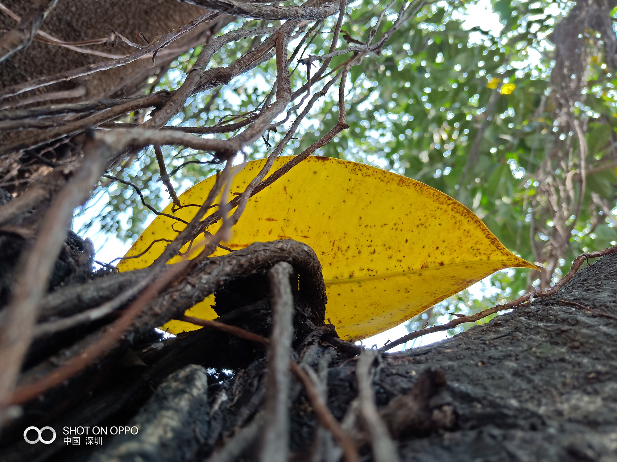 OPPOR15表现到底怎么样？看完你就知道了