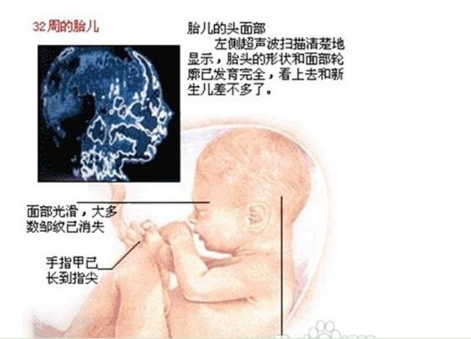 宝宝周岁九张图,胎儿发育过程图三个月胎儿