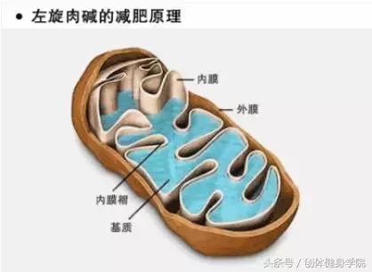 左旋肉碱胶囊减肥功效,左旋肉碱减肥亲身经历