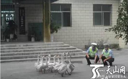 什么鹅的战斗力最强,鹅的战斗力是什么梗