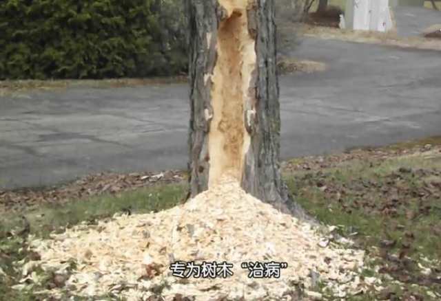 啄木鸟啄坏大树,啄木鸟为了吃虫子把树折空了