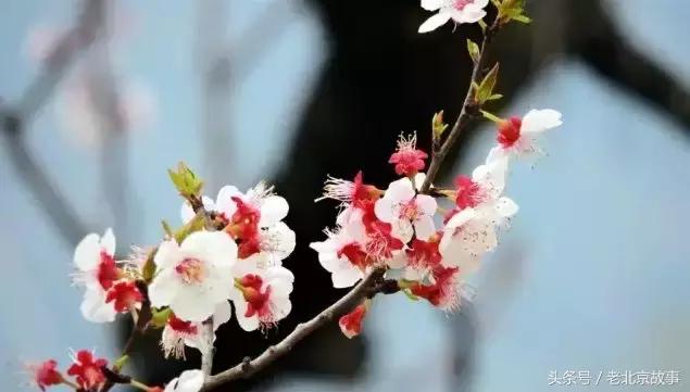 北京40个春游好去处!赏花、放风筝、爬山、烧烤……想怎么嗨都行!