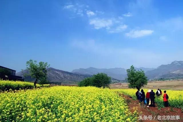 北京40个春游好去处!赏花、放风筝、爬山、烧烤……想怎么嗨都行!