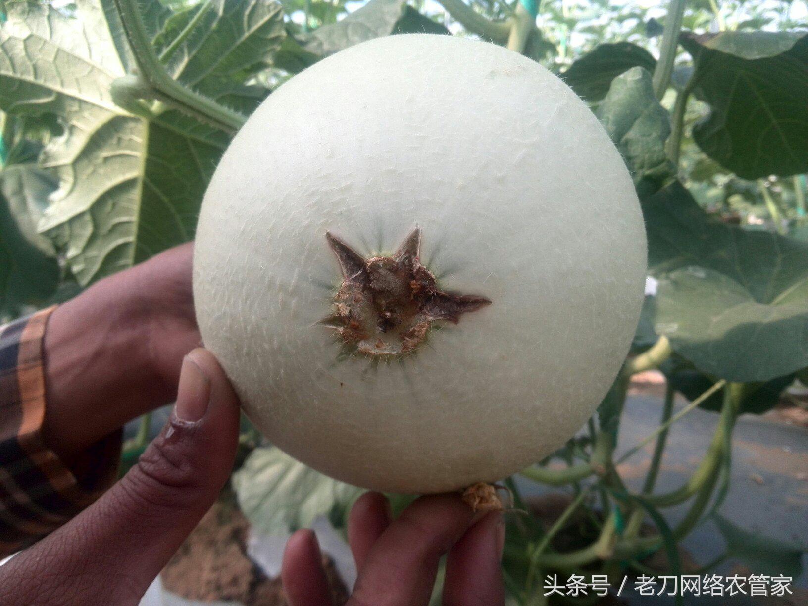 硝酸钾葡萄膨果期用量,磷酸二氢钾对哈密瓜裂瓜的作用