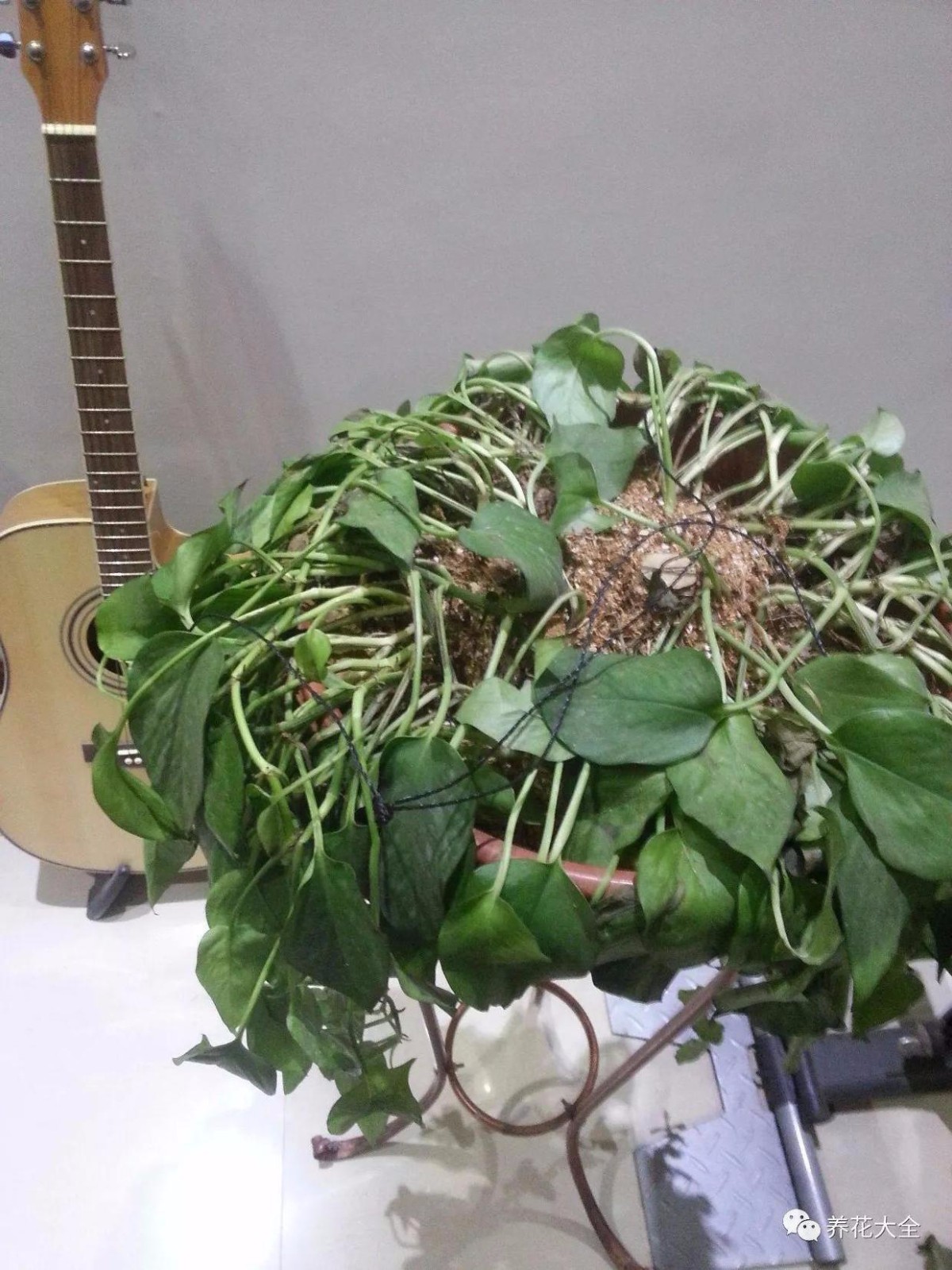 养花黄叶的原因全在这，对症下药，黄叶3天绿回来