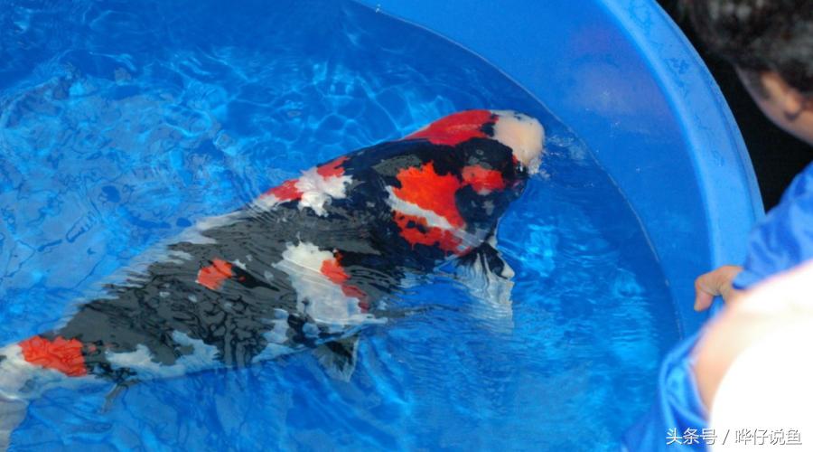 适合小鱼缸饲养的观赏鱼,观赏鱼小型怎么选鱼好养