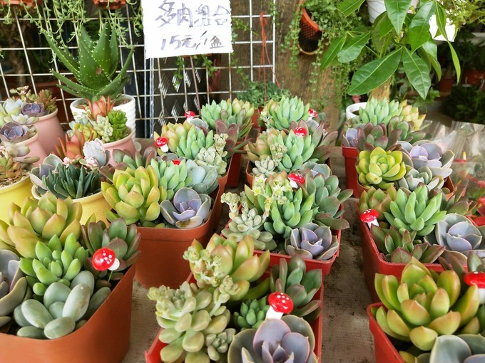 深圳东莞旅游景点推荐,东莞免费景点排名大全集