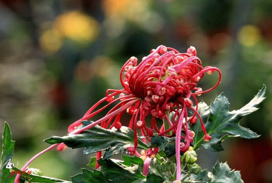 【诗词原创】王月|紫燕翩翩轻剪水桃花一朵又逢春