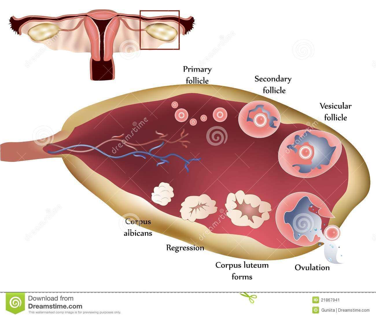 安全期避孕真的安全吗？