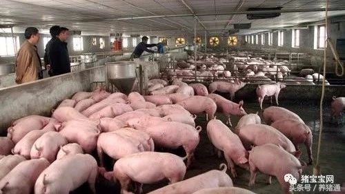 养猪饲养管理和品种哪个更重要,养猪如何降低成本15种方法